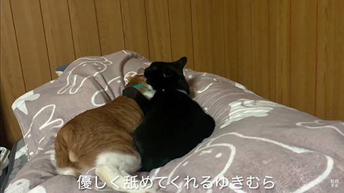 一緒に寝る2匹