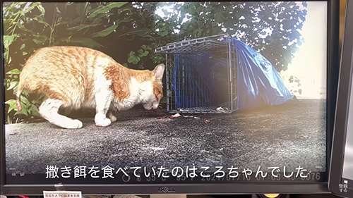 防犯カメラごしのころちゃん