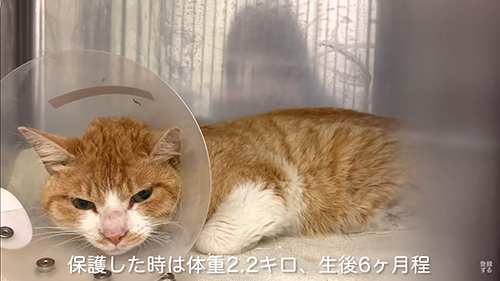 エリザベスカラーをしたころちゃん