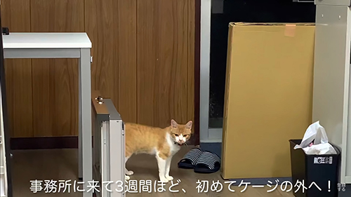 事務所にきて3週間ころちゃん