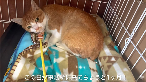 事務所にきて1カ月ころちゃん