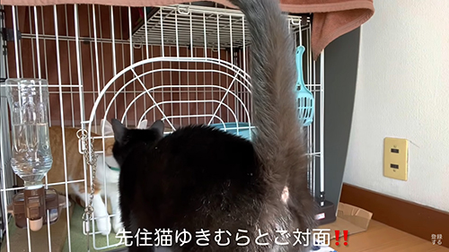 ゆきむらくんとご対面