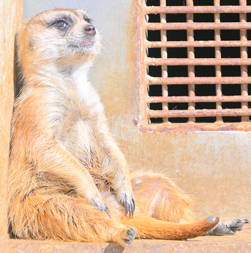 全てを失ったミーアキャットトリミング