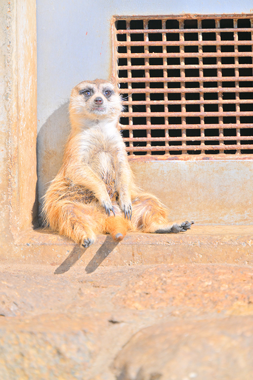 全てを失ってないミーアキャット