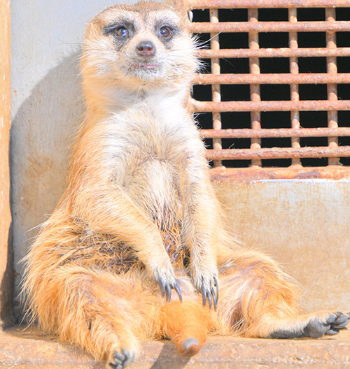 全てを失ってないミーアキャットトリミング