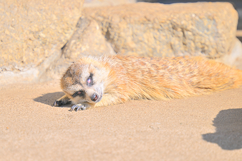 事件性を感じるミーアキャットのお昼寝