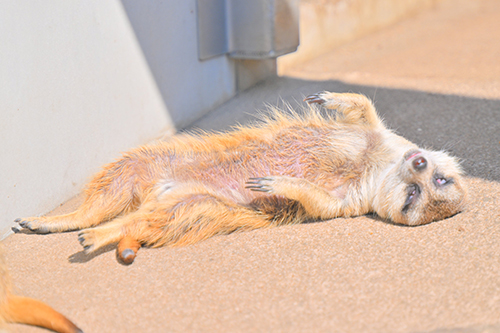 事件性を感じるミーアキャットのお昼寝あおむけ