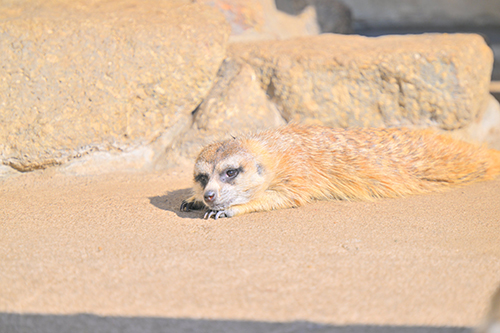 うつぶせミーアキャット
