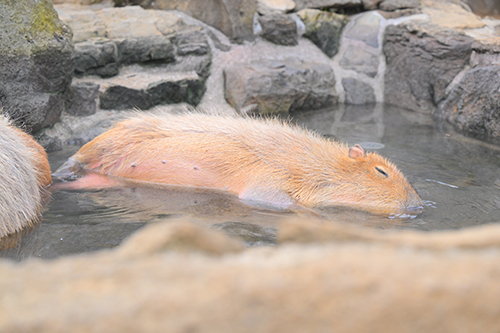 半身浴カピバラ