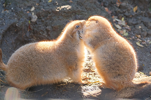 いってきますプレーリードッグ