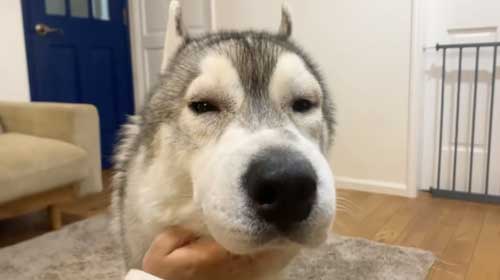 腫れて目が半分になった犬