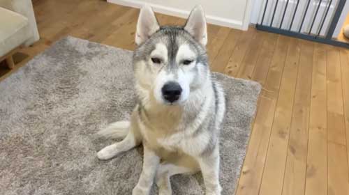 アレルギーワンコ