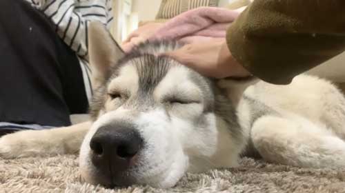 元気がないシベリアンハスキー