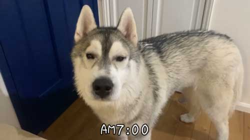 朝起きたときのハスキーの表情