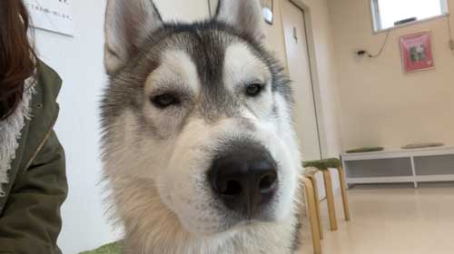 朝イチで動物病院に行く飼い主とハスキー