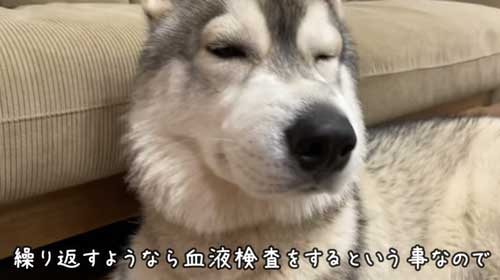 病院から帰宅したハスキーと飼い主