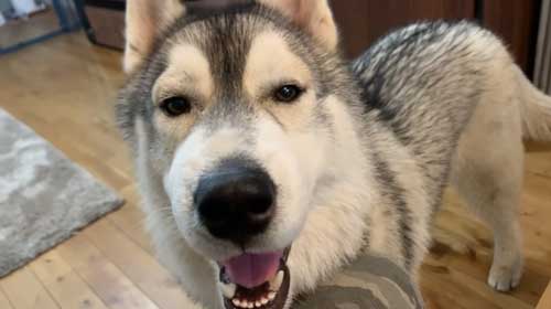 元気になってきたハスキーと飼い主