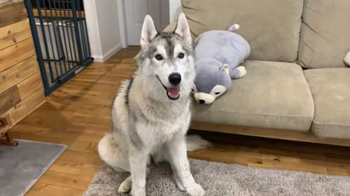 元気に動き回るシベリアンハスキー