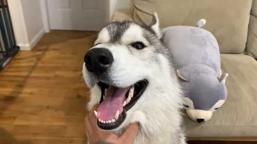 すっかり元気になった犬