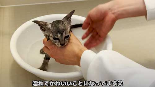 ぬれて小さくなった子猫