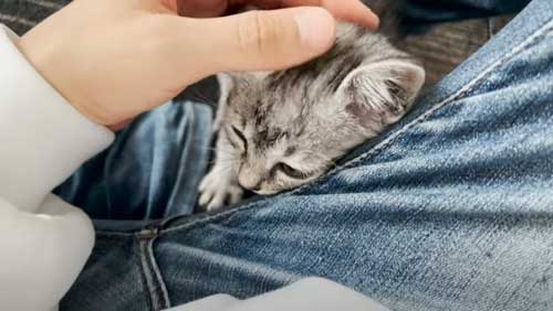 元野良 子猫 初めて シャンプー 大暴れ 保護猫