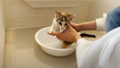 子猫がシャンプーに初挑戦