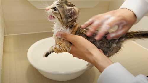 大暴れする子猫