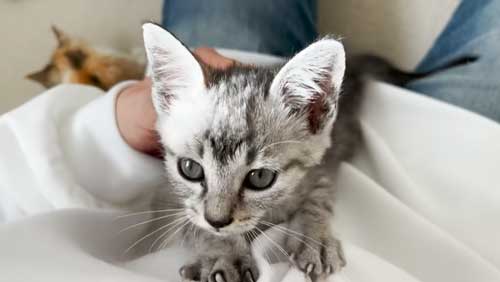 飼い主にのぼる子猫