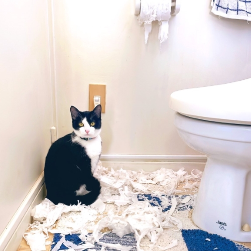 猫