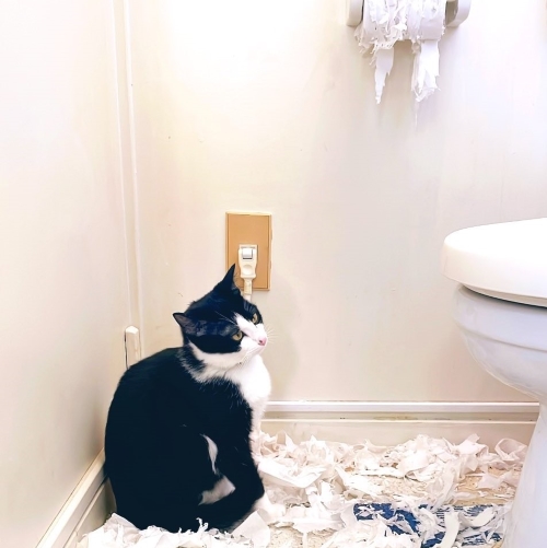 猫