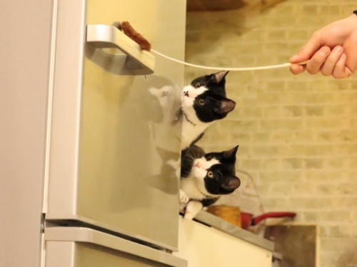 猫