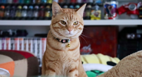 猫