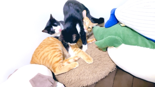 猫