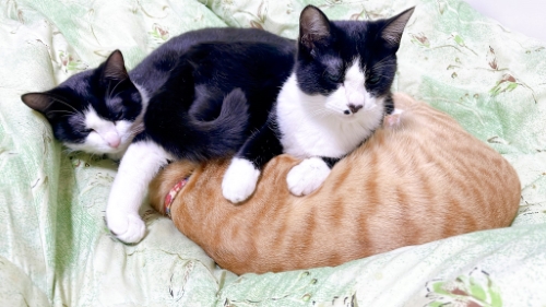 猫