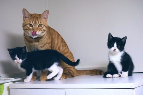 猫