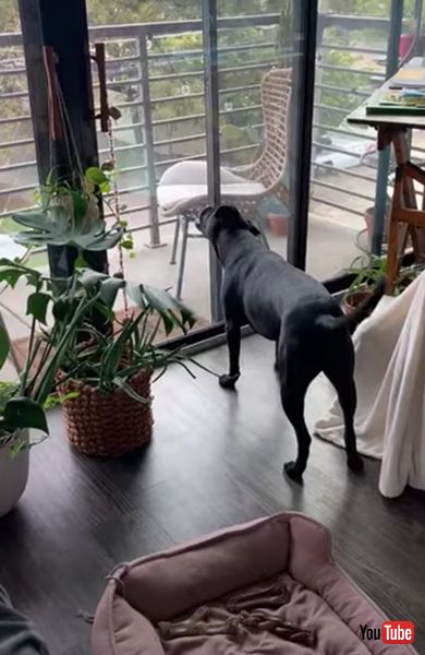 虫が気になるワンコ