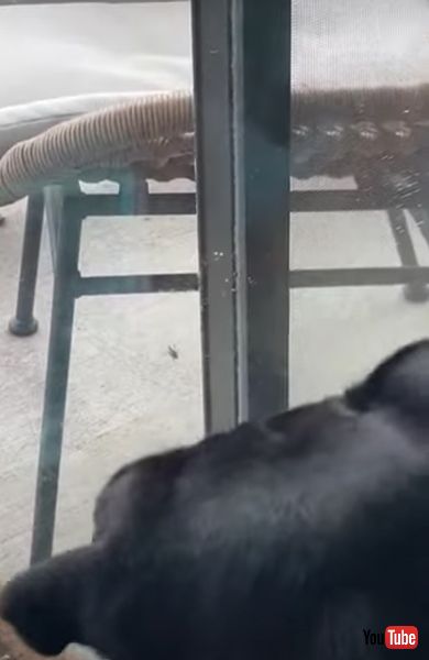 虫を発見した犬