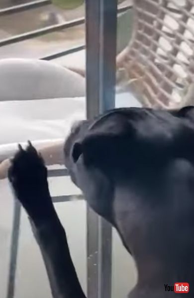 虫が気になるワンコ