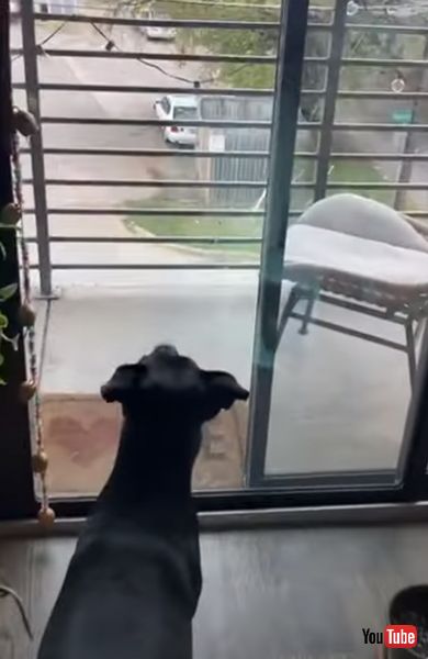 虫が気になるワンコ