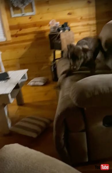 ワンコのおもちゃが飼い主さんに激突