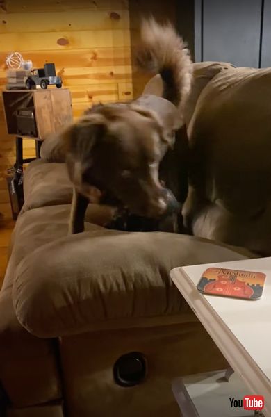 ワンコのおもちゃが飼い主さんに激突