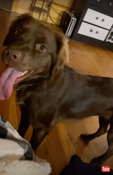 ワンコのおもちゃが飼い主さんに激突