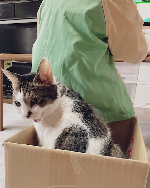 猫ちゃんが娘さんに抗議する