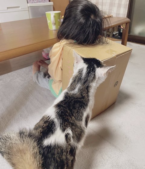 猫ちゃんの家が奪われる