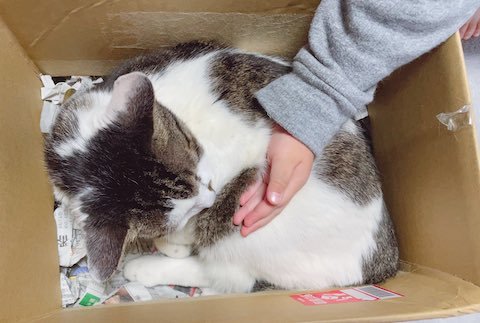猫ちゃんの家の床