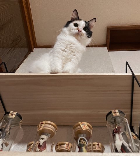 見下ろす猫
