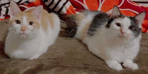 写真写りを気にする猫