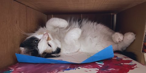 段ボールの中に潜む猫