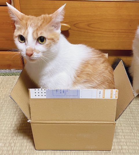 猫のプレゼント