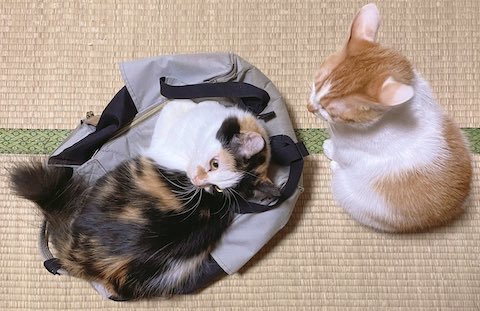 場所を変わってほしい猫